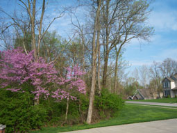 Lot 19 view