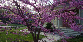 Red bud time